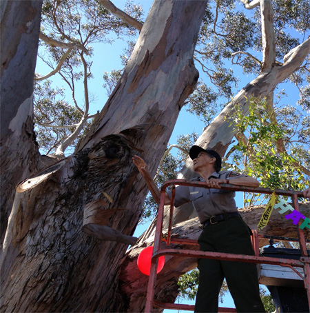 Betty Reid Soskin in a cherry picker, trimming a piece of loose bark off of a tree.